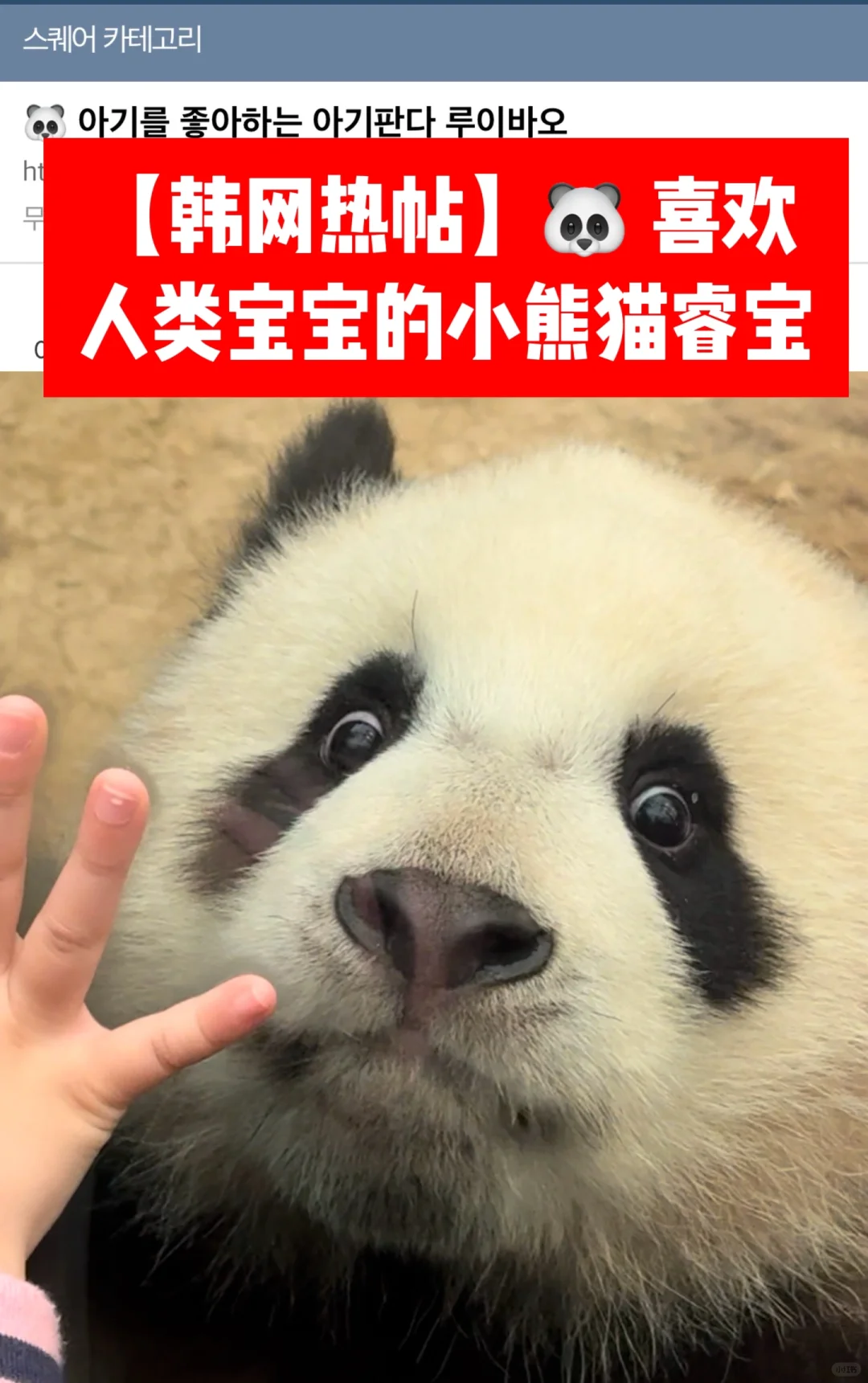 🔥韩网热帖｜🐼 喜欢人类宝宝的熊猫幼崽睿宝