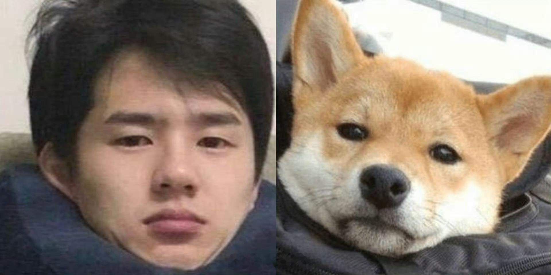 刘昊然这个是真小狗上大分黑柴白柴都很贴哈哈哈！柴犬塑就是刘昊然的统治区 