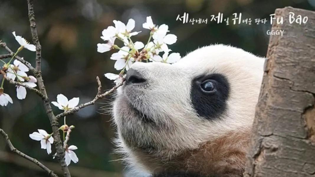 虽然你总是那么调皮
但有个长不大的男人
为你摘了无数次的樱花🌸
因为在他心里你