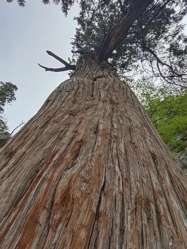 “山中易见千年树”这上联充满意境，我来对个下联“世上难逢百岁人”。
上联描绘出山