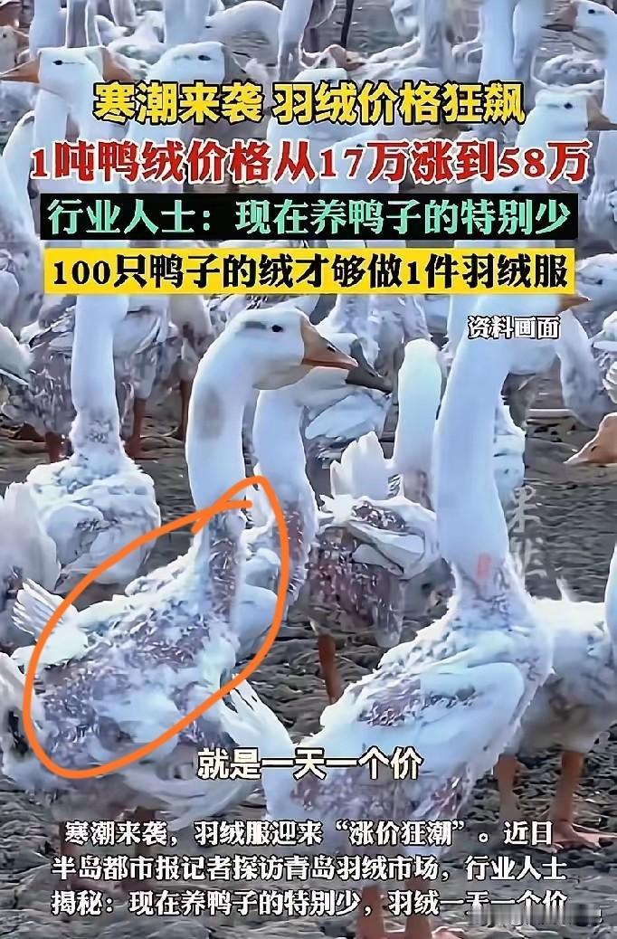 真的奉劝大家还是少穿羽绒服，
你所追求的舒服暖和，
这可是建立在一百多只鸭鹅，