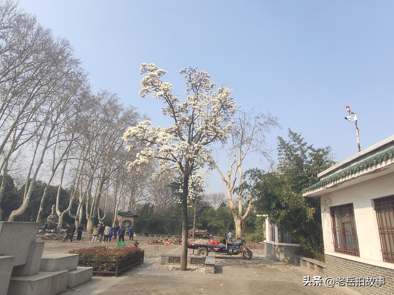 郑州市人民公园随手拍:春风柳绿花千树，蜂舞人追争谜景，垂柳一树平波上，绝似凝妆待