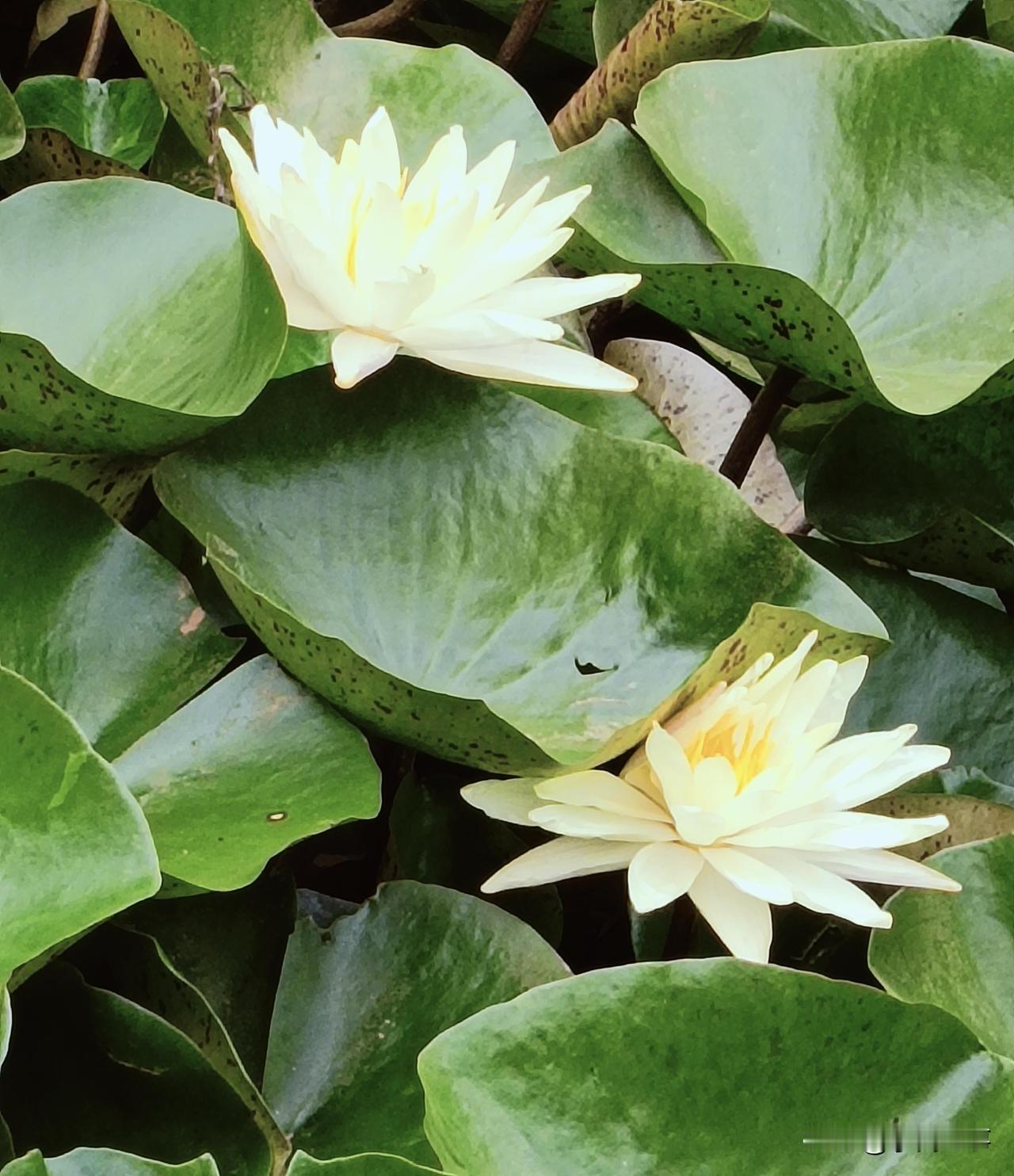 晚饭时，家里聊起儿子的婚恋问题，我发现不少人都有个单身狗的儿子。26岁的大男孩还