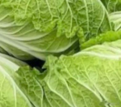 白菜的种植方法一、选种与选地根据季节选合适品种，如秋冬选耐寒的“ 北京新三号 ”
