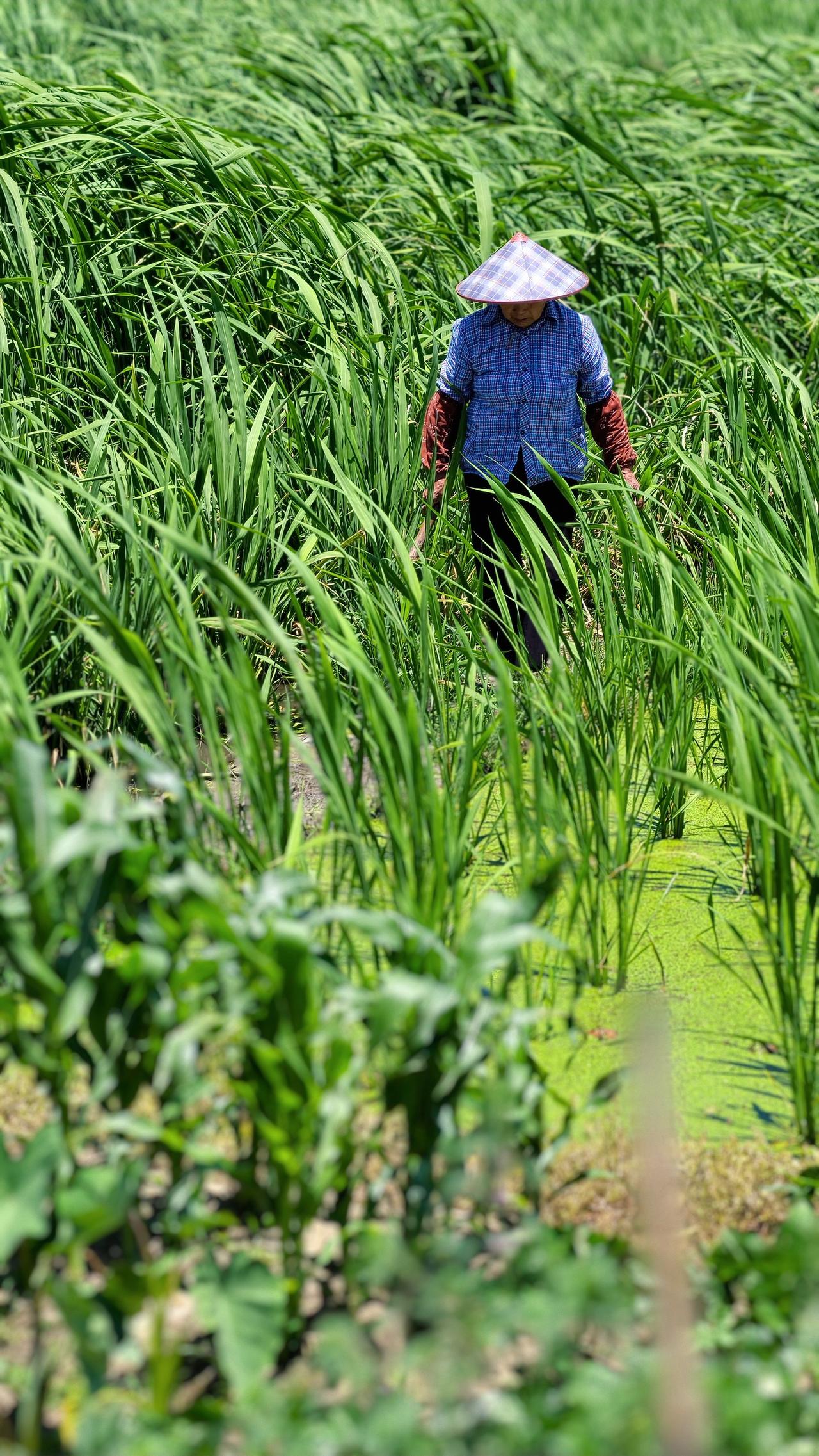 大概只有农村出生的孩子，才会对田园风光有着深深的眷恋和喜爱吧？