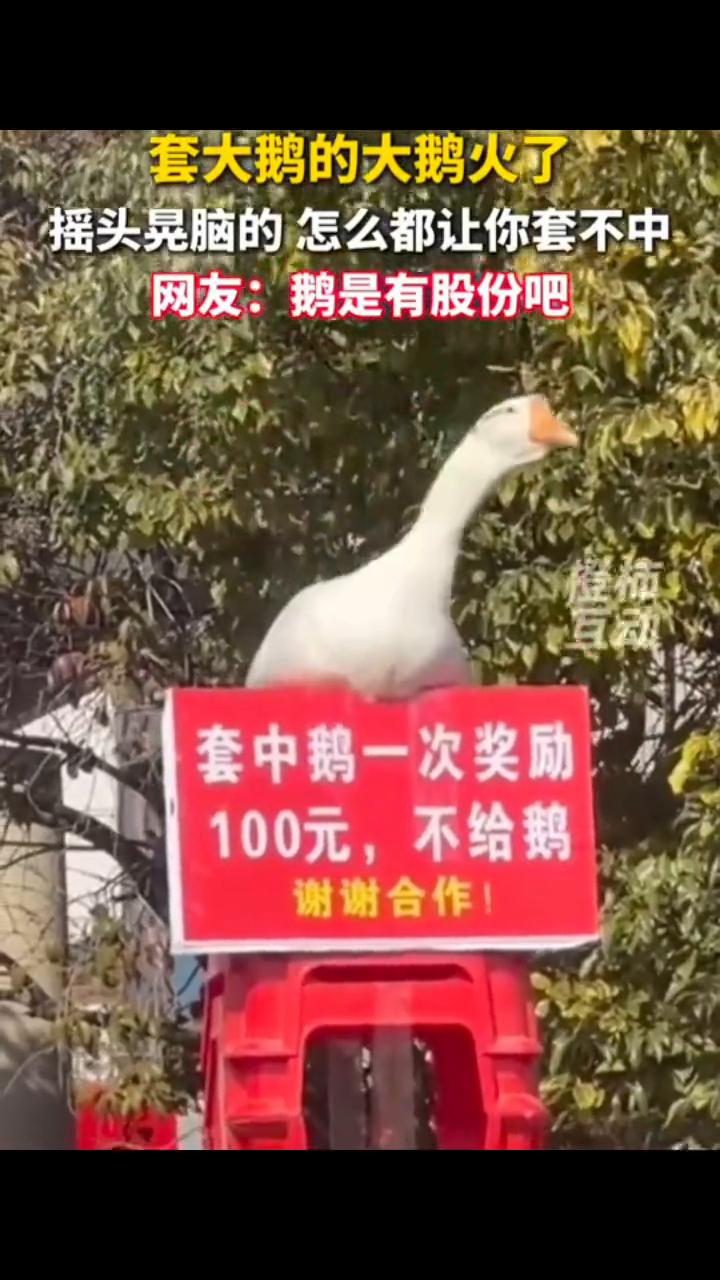 鹅摇头晃脑会躲圈，套大鹅的大鹅火了。
摇头晃脑的怎么都让你套不中。网友：鹅是有股