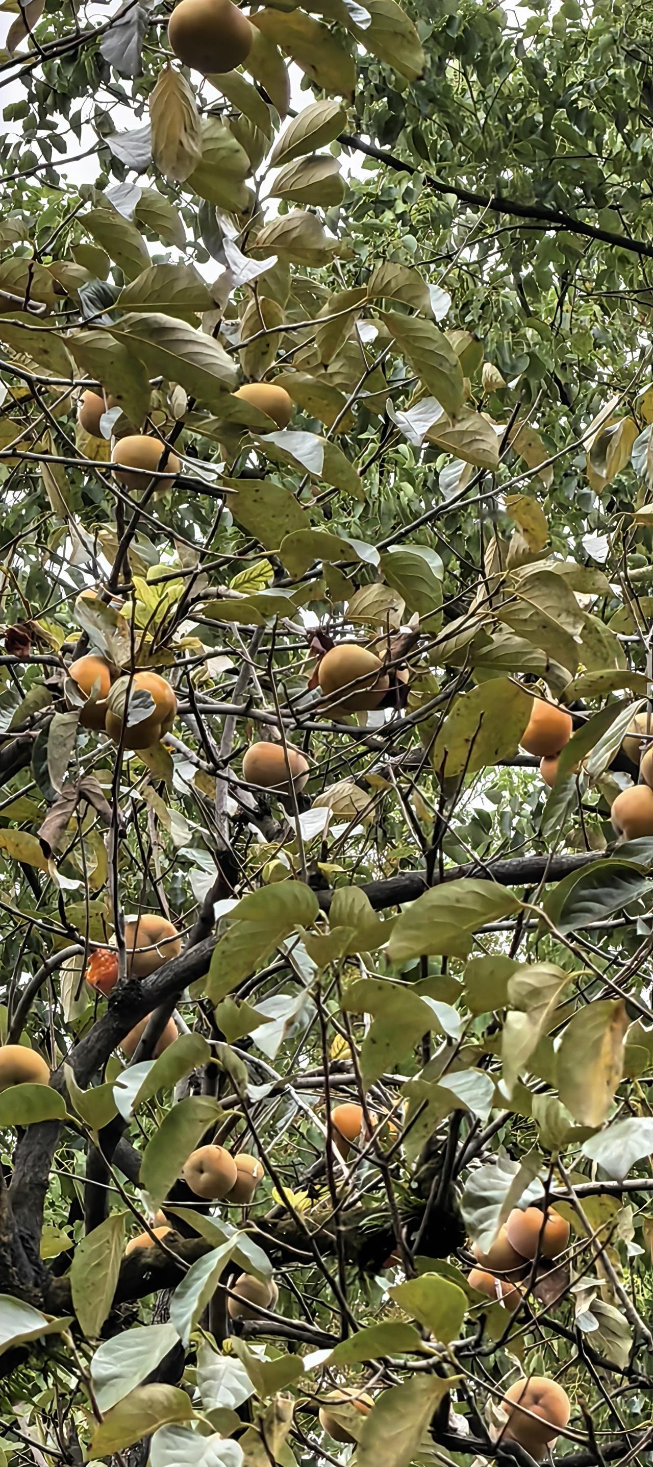 普通人要不要读《资治通鉴》?有兴趣的可以读读，但普通人一般会半途而废，读完读全一