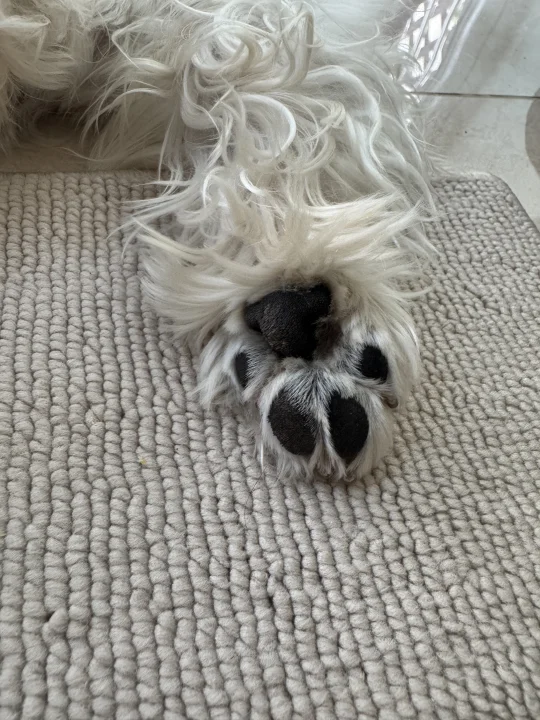 糙汉子jio，谁敢闻