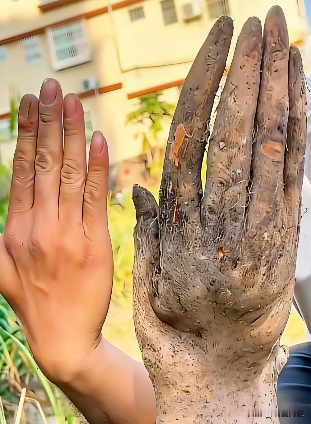 8000元也不卖的“人手山药”。

种山药，种出了“人手山药”，自然异形，清晰的