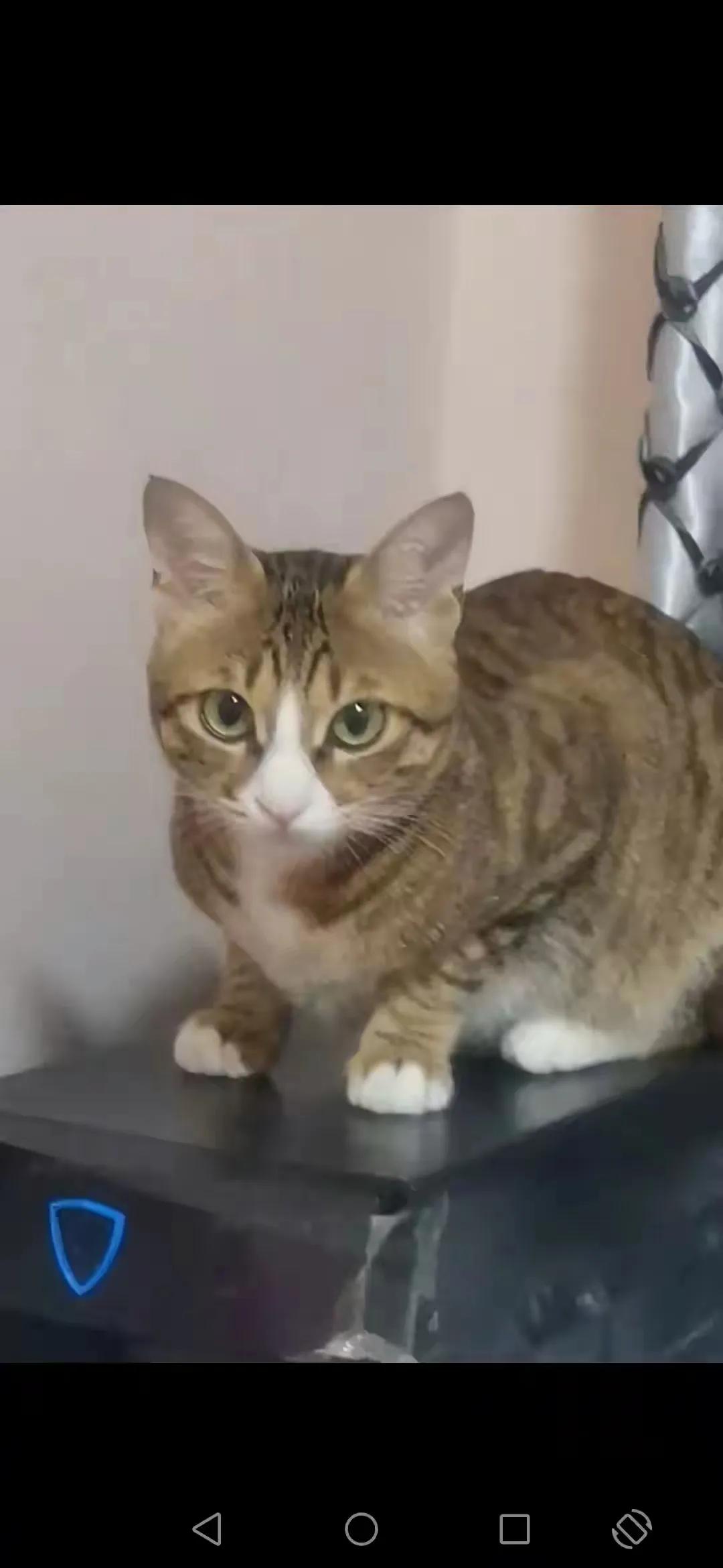 猫咪宝贝都是有灵性的！这只猫咪是我端午节放假出去玩的时候，在高速公路服务区休息的