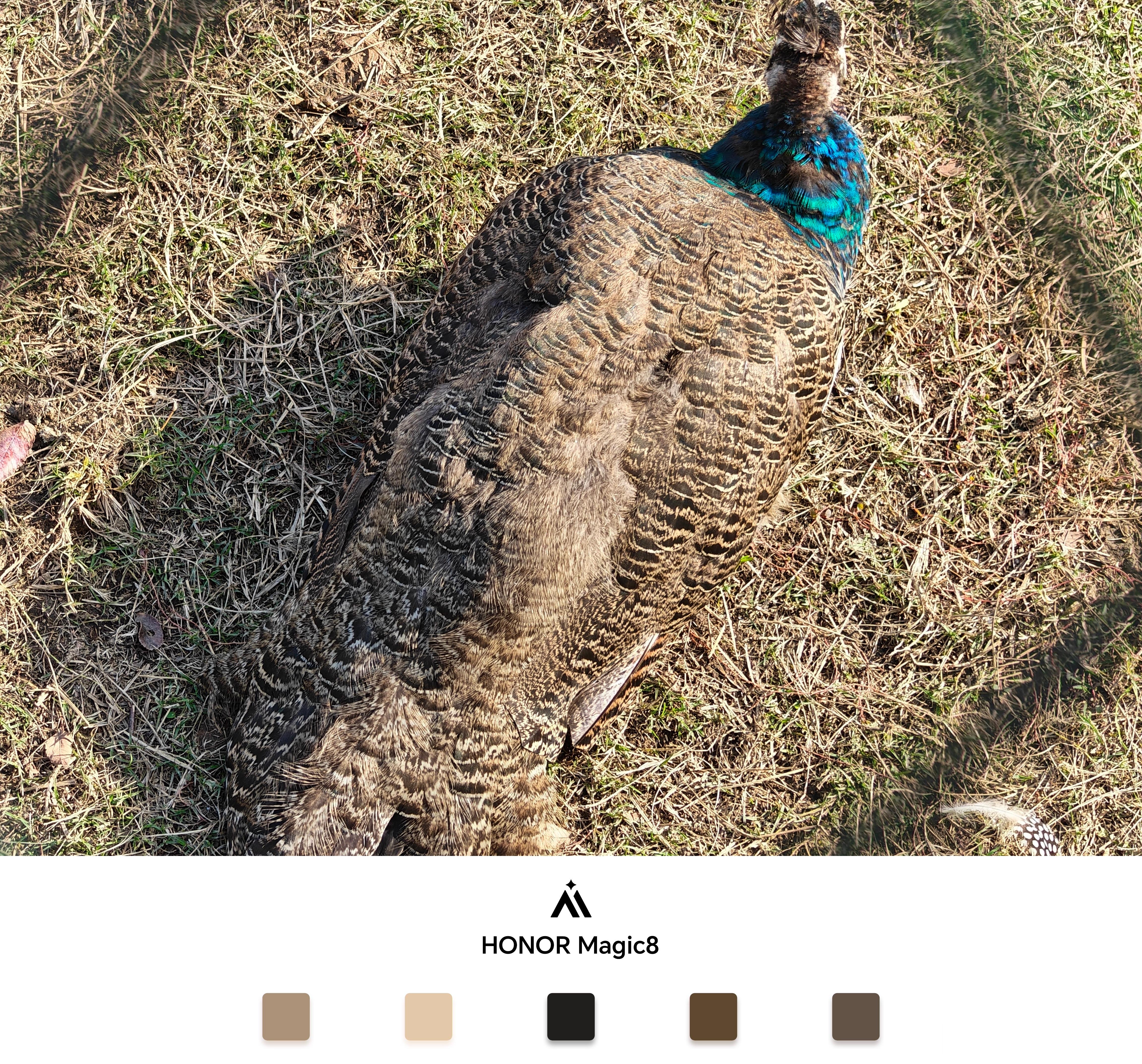 跟着昨天的发，荣耀Magic8标准版的影像体验怎么样？ 