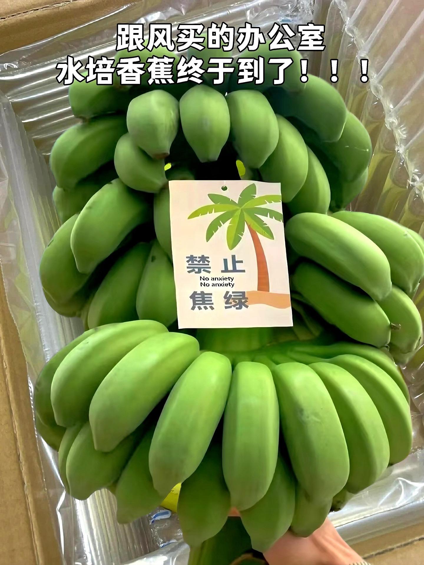 在办公室种香蕉吃真的太快乐了！现在开始禁止“蕉绿”，这个水培香蕉就是办...