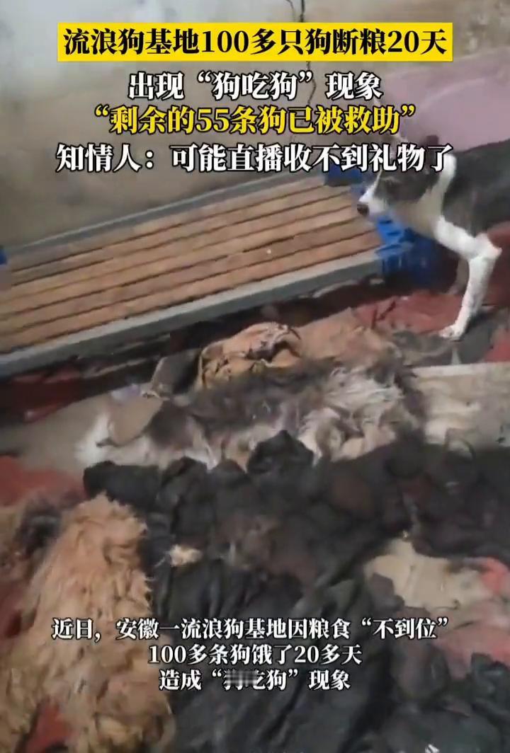 流浪狗基地100多只狗断粮20天，出现"狗吃狗"现象。
知情人：可能直播收不到礼