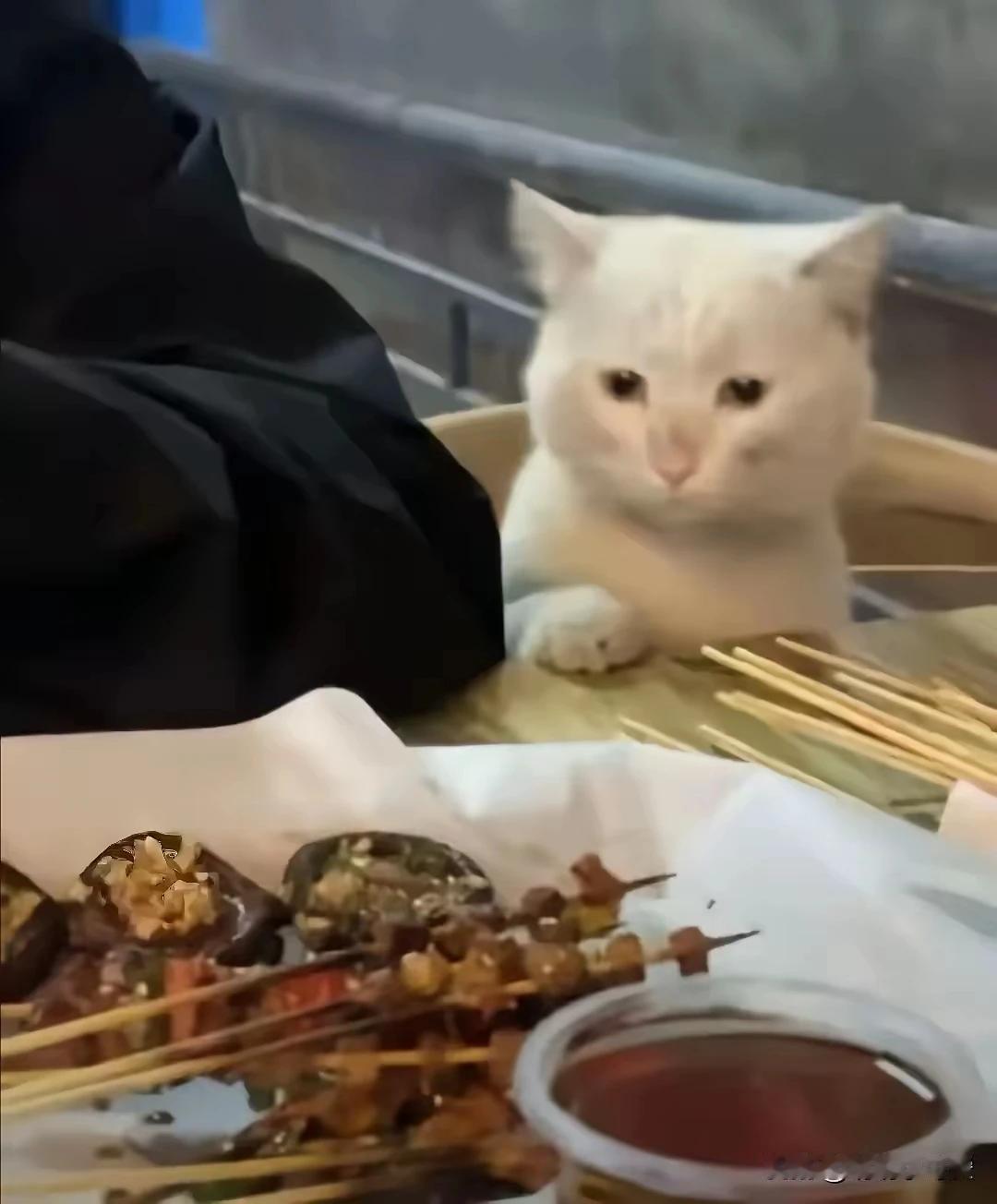 旁边桌的大姐说，这猫在这附近好几个月了，冬天就缩在垃圾桶后面，也没见有人管。我听