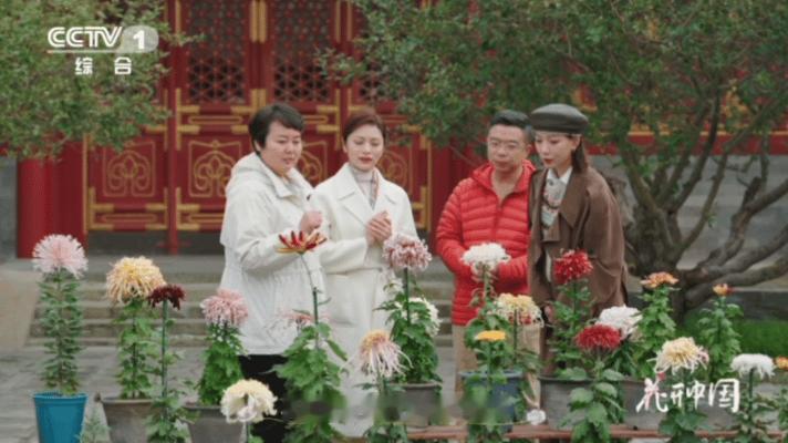 原来有花瓣毛茸茸的菊花花中也有奇葩 菊花界的“软萌叛逆者”！白毛刺的毛绒尖刺自带