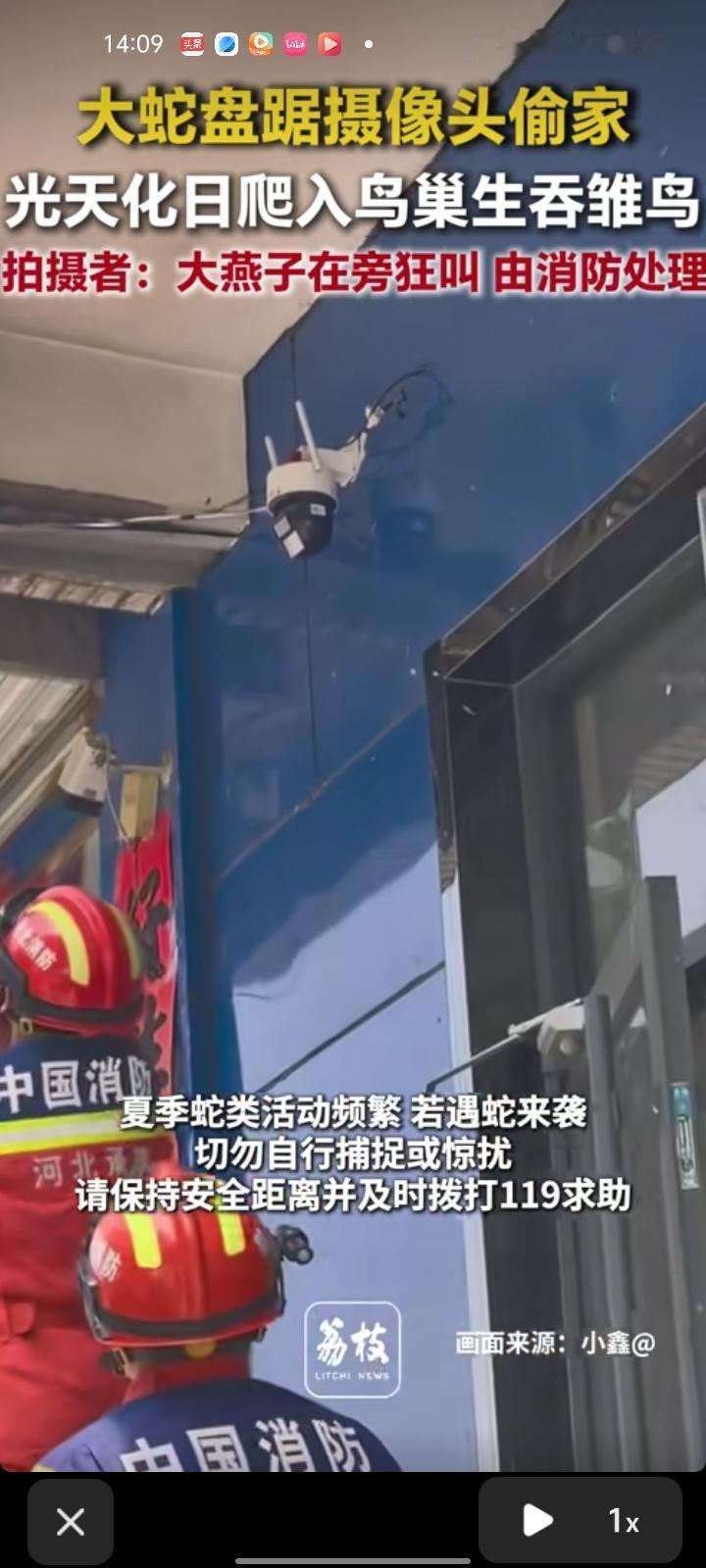 5月24日，河北承德。网友晒视频称，大蛇盘踞在摄像头偷家，很多大雁一直飞。当时自