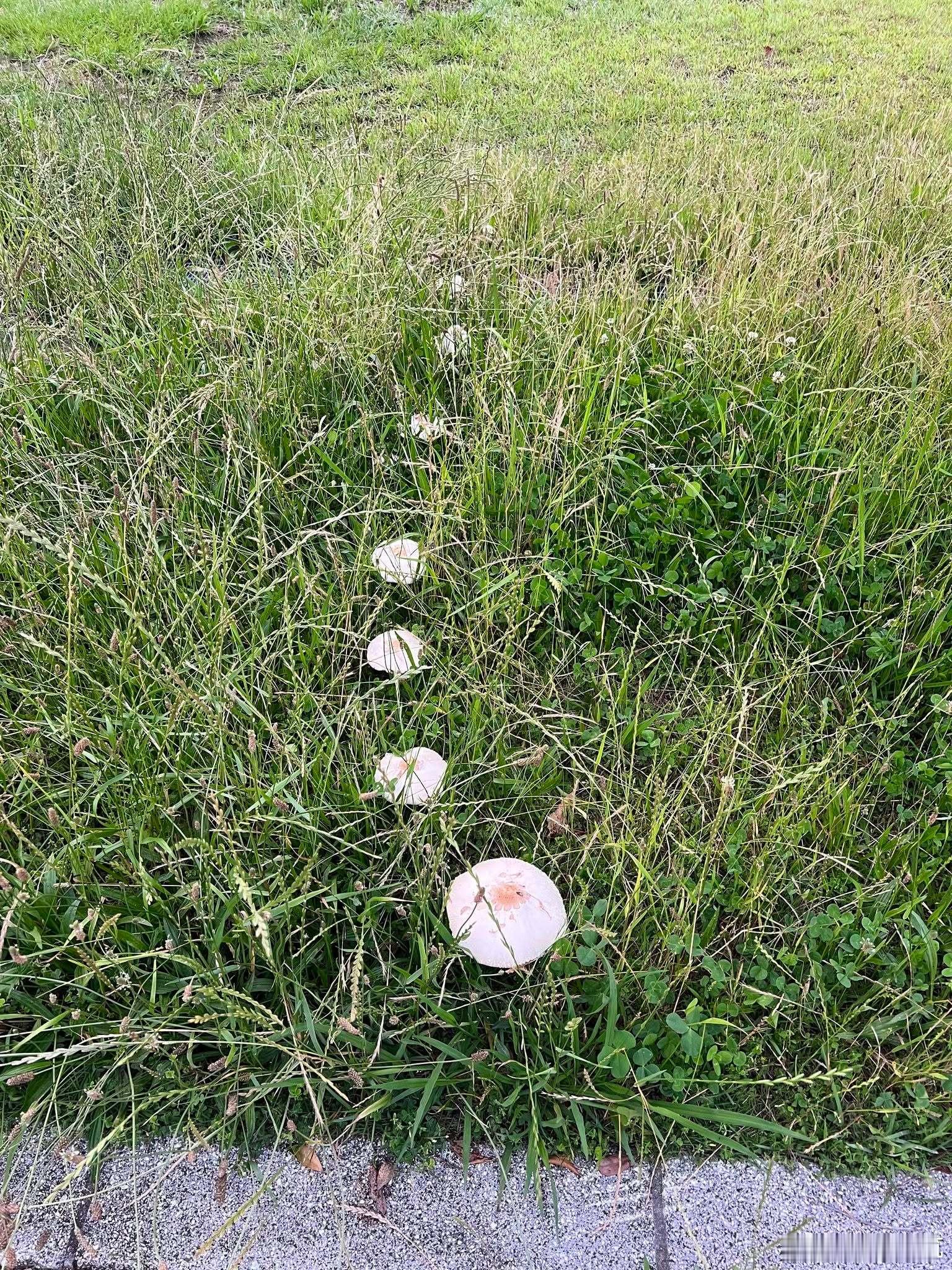 列队行进中的蘑菇们 