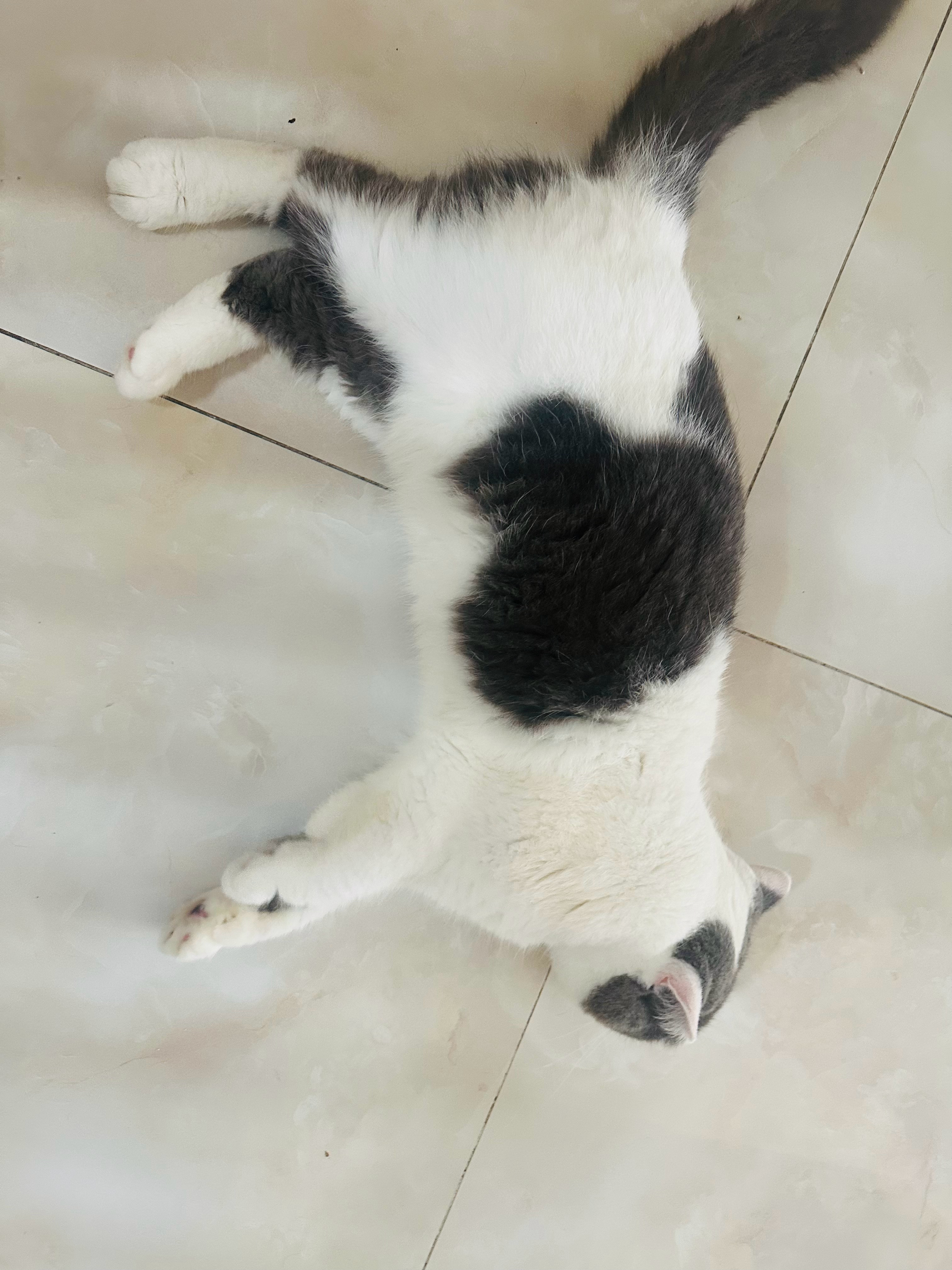 撸撸猫，顺带蹭了一餐非常美味的佳肴 