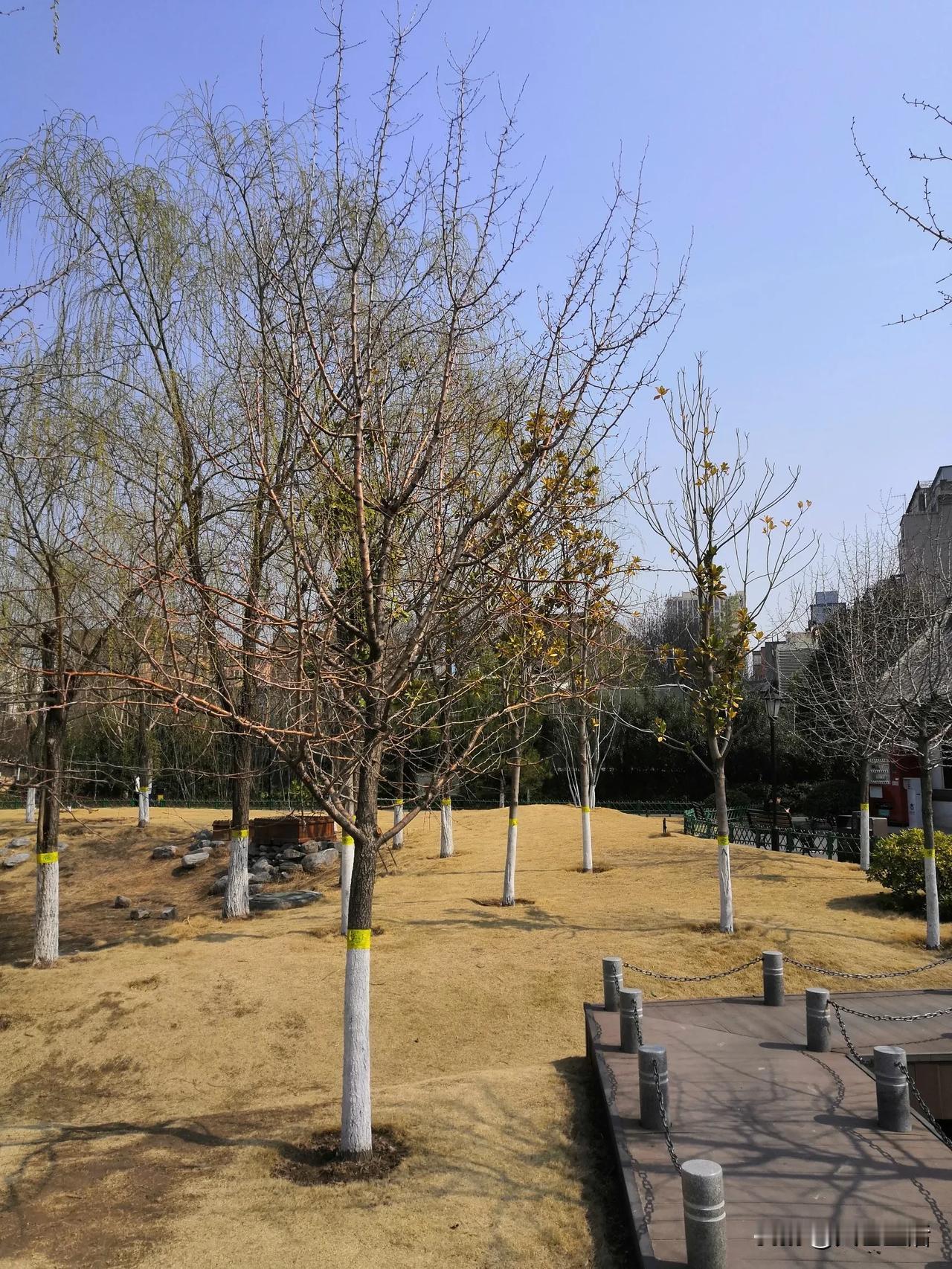一张图证明春天来了火色 东坡玖肆