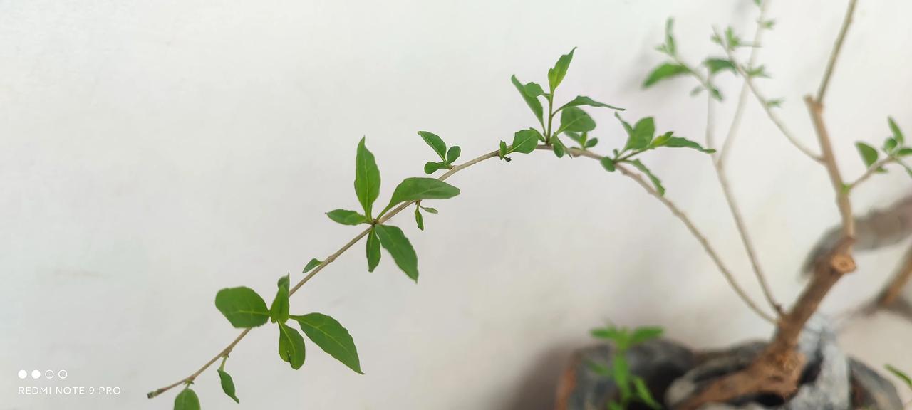 清雅闲趣
随手在野外挖到的一颗枸杞，发芽后，别有一番趣味。