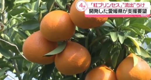 日本要中方停止栽培新柑橘，认为种子被走私出境，将赴华收集所有证据！
 
据共同社
