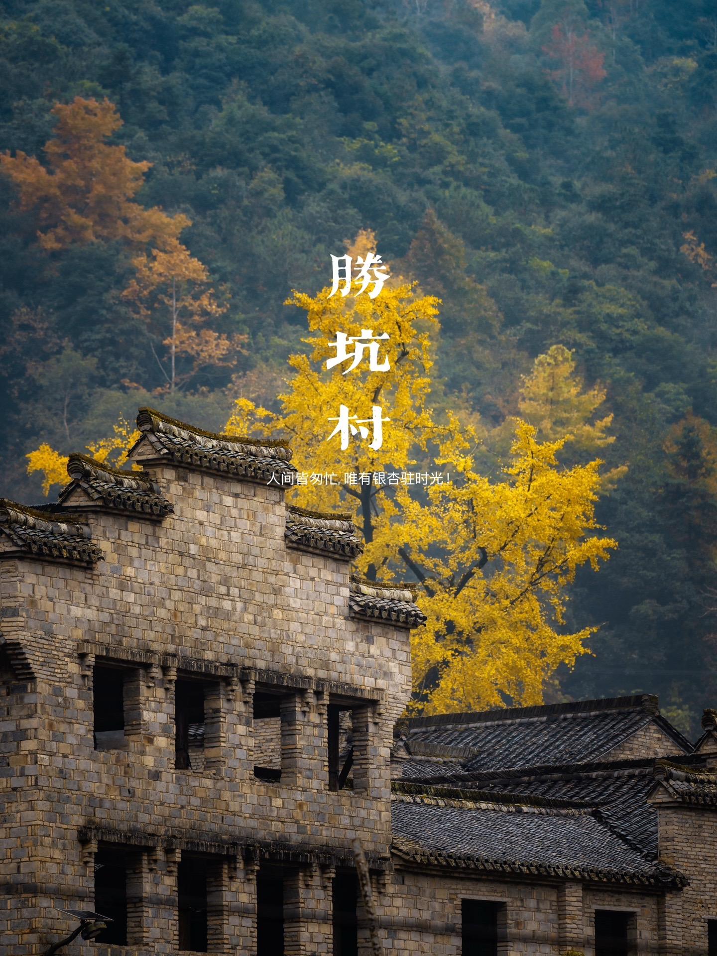【宝藏银杏】临海胜坑，初冬的黄金盛宴🍂。浙江的银杏黄的比较晚。再不去...