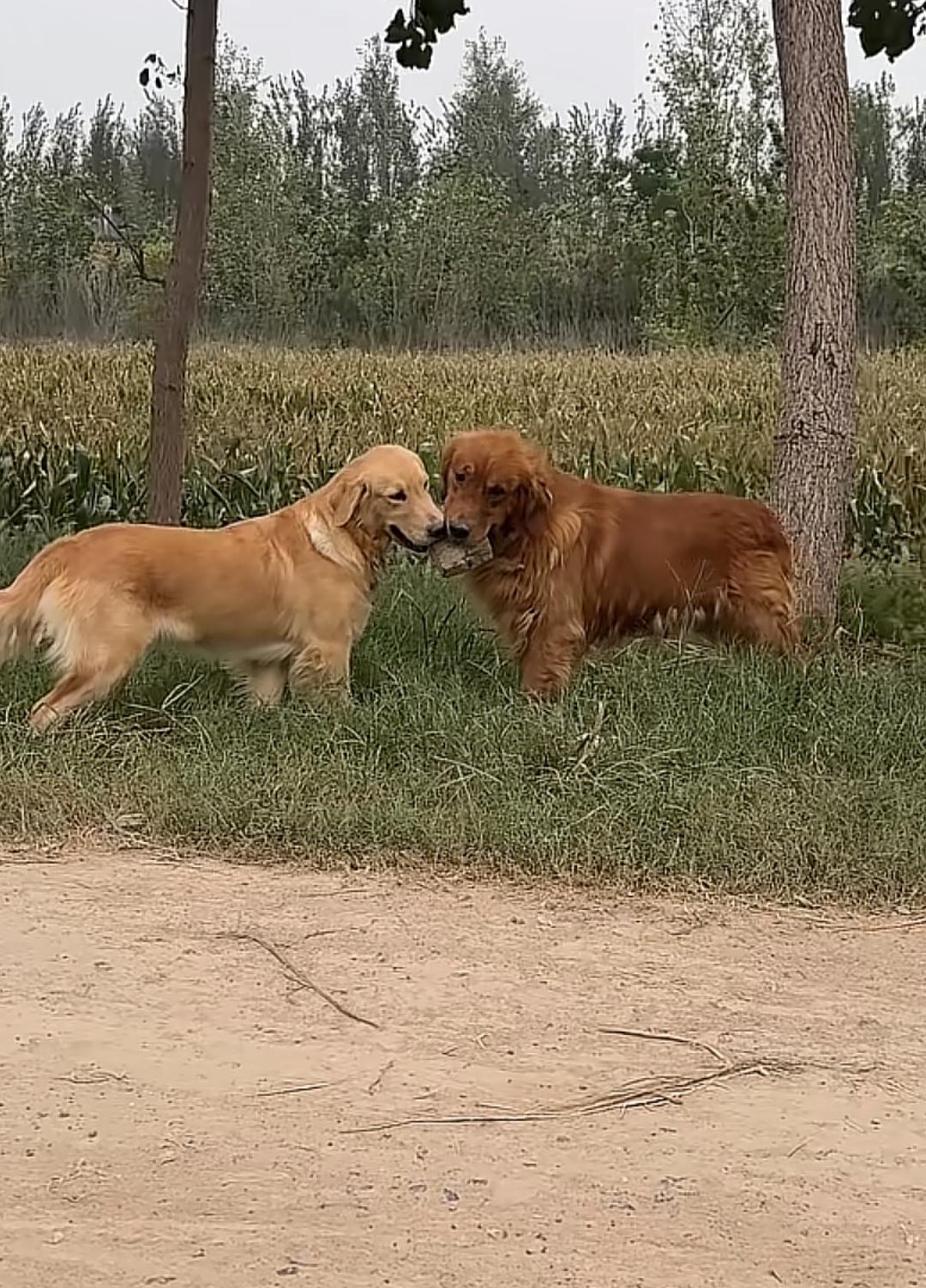 两只狗在草地上玩得很开心。大家仔细看看两只大黄狗争的是什么？嘴里咬的东西是什么呢