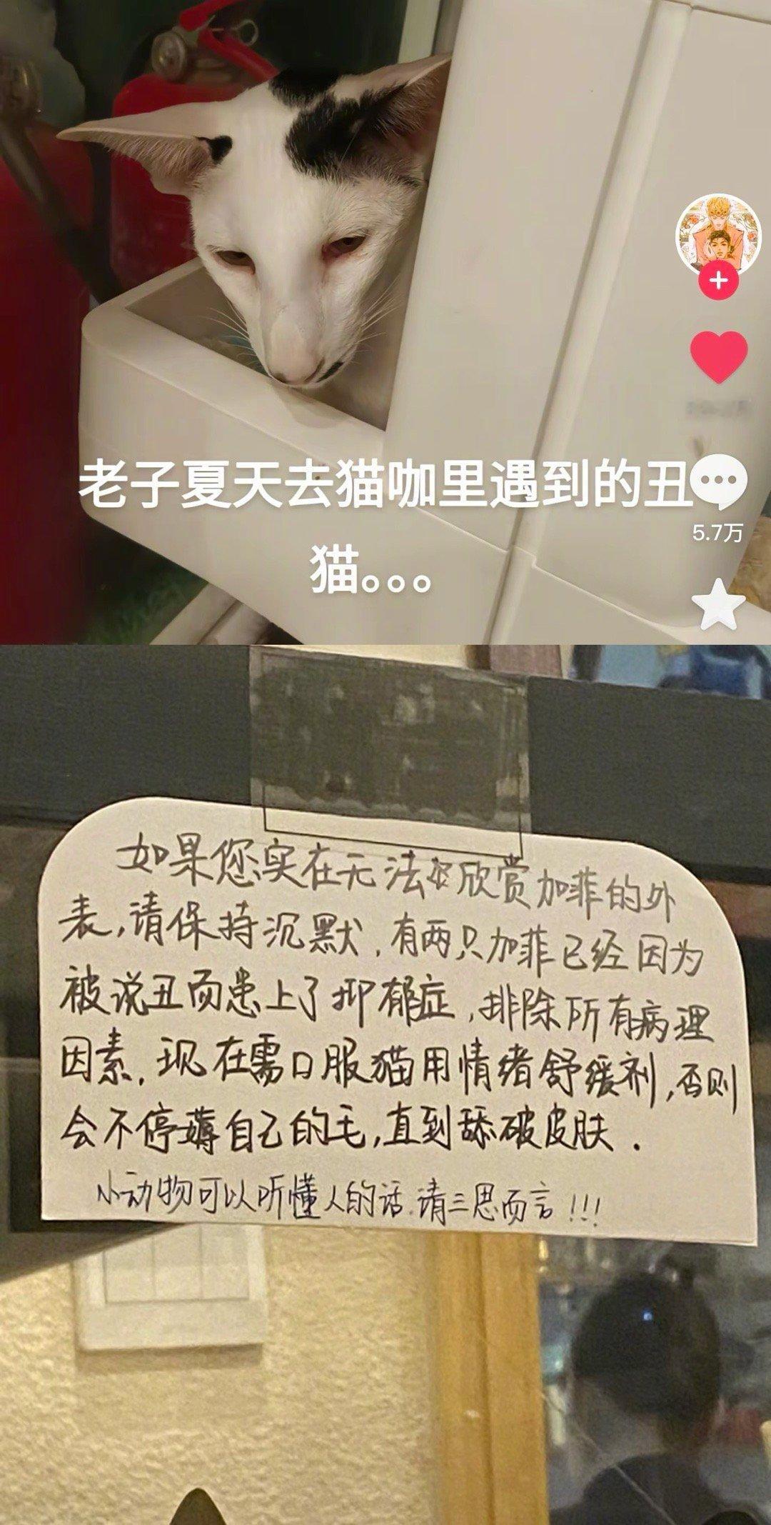 原来猫猫能听懂别人说他们丑啊。。。。而且当着他们面说回引起焦虑，唉😮‍💨 ​