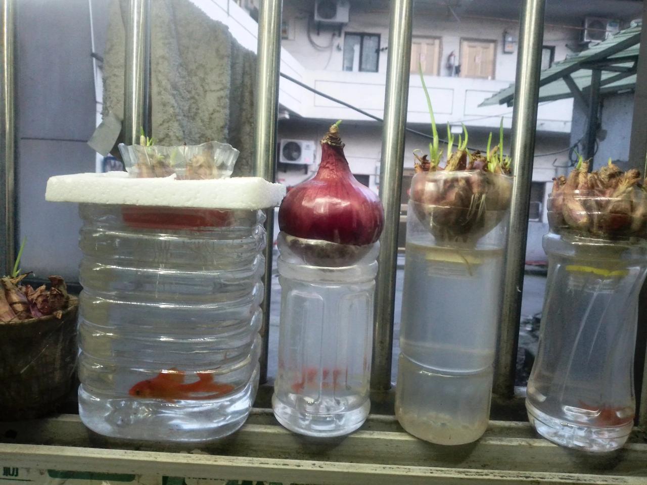 水培红头葱第七天，大部分都发芽长根了。