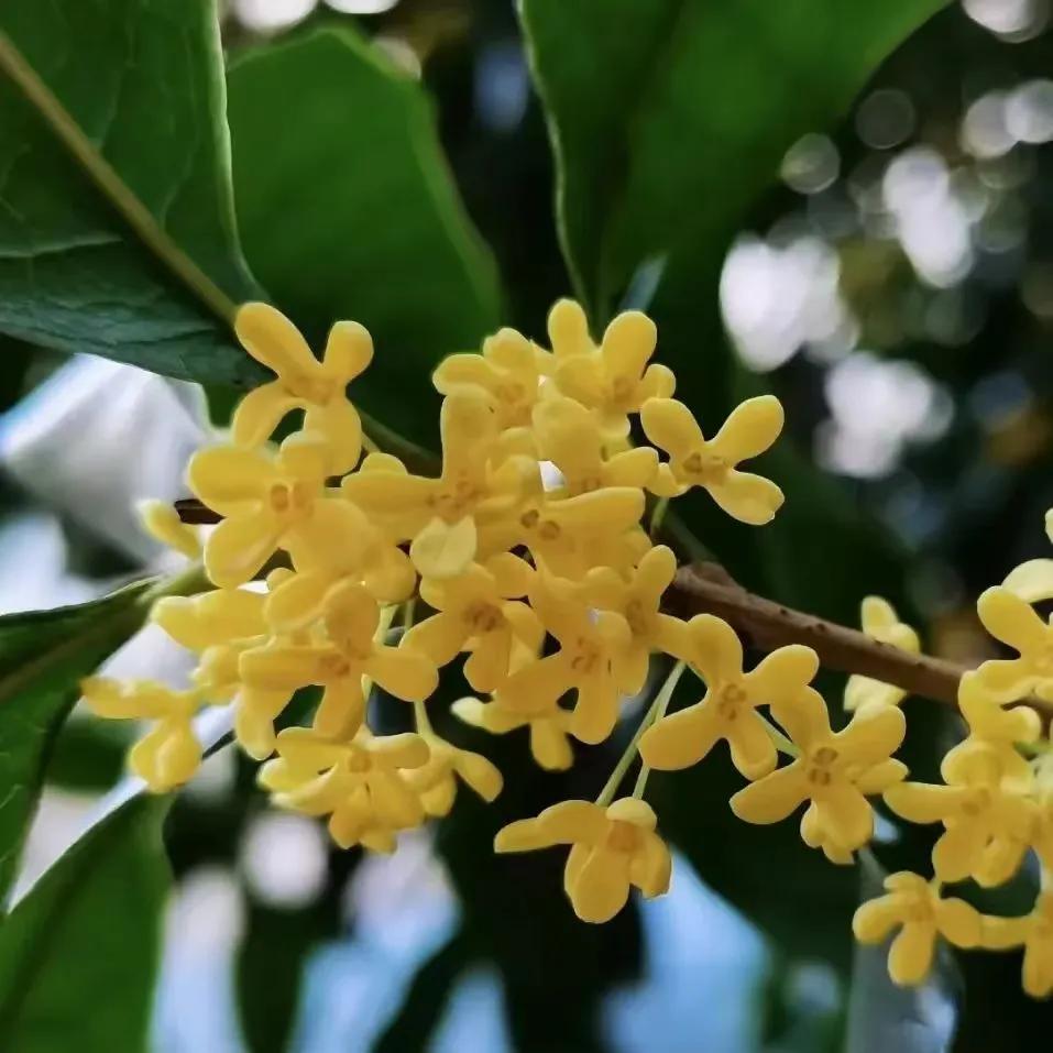 #上联：丹桂飘香迎佳节，诚邀下联#
[玫瑰][玫瑰][福][福][比心][比心]