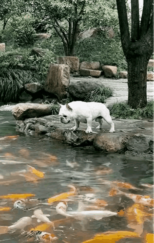 大家都笑喷了！一只斗牛犬在湖边玩耍，看到金鱼在水中欢快地游来游去，斗牛犬很兴奋。