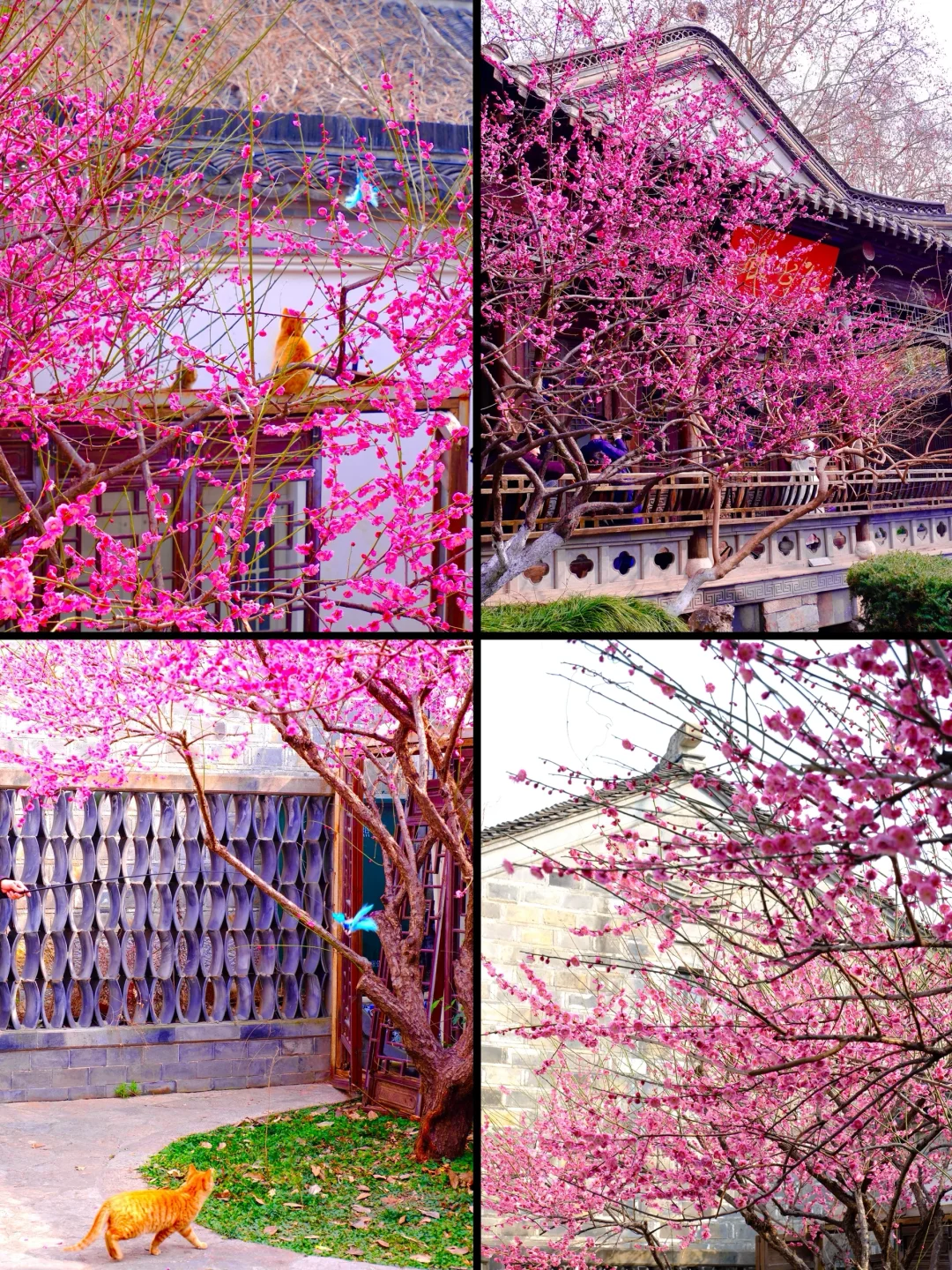 南京老门东梅花已封神❗附赏花路线机位🌸