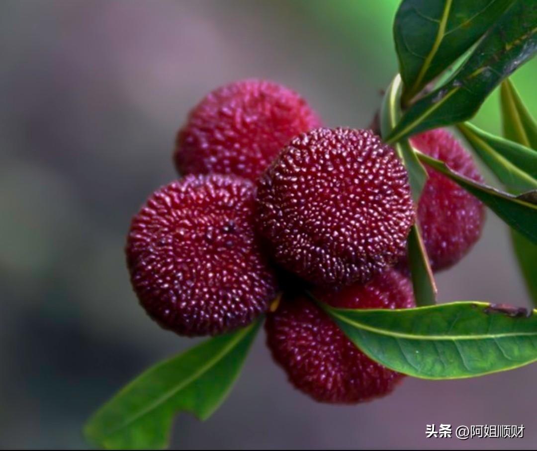 想问问大家，还敢不敢吃杨梅了？昨天看到福建杨梅协会会长，对着记者镜头哽咽哭诉，说