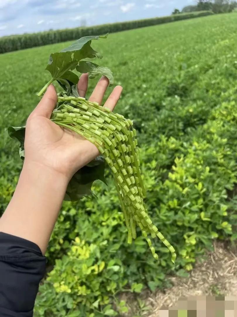 看到这些小时候的东西
你们记得这是什么吗？
小时候会给自己做项链，手链，戒指，脸