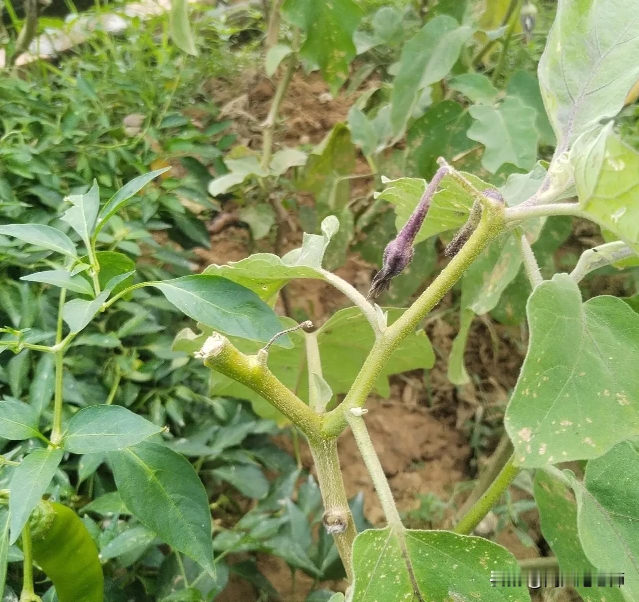 菜地里种了九棵茄子，高有1.5米左右，结了许多茄子，根本吃不完。
立秋以后，茄子