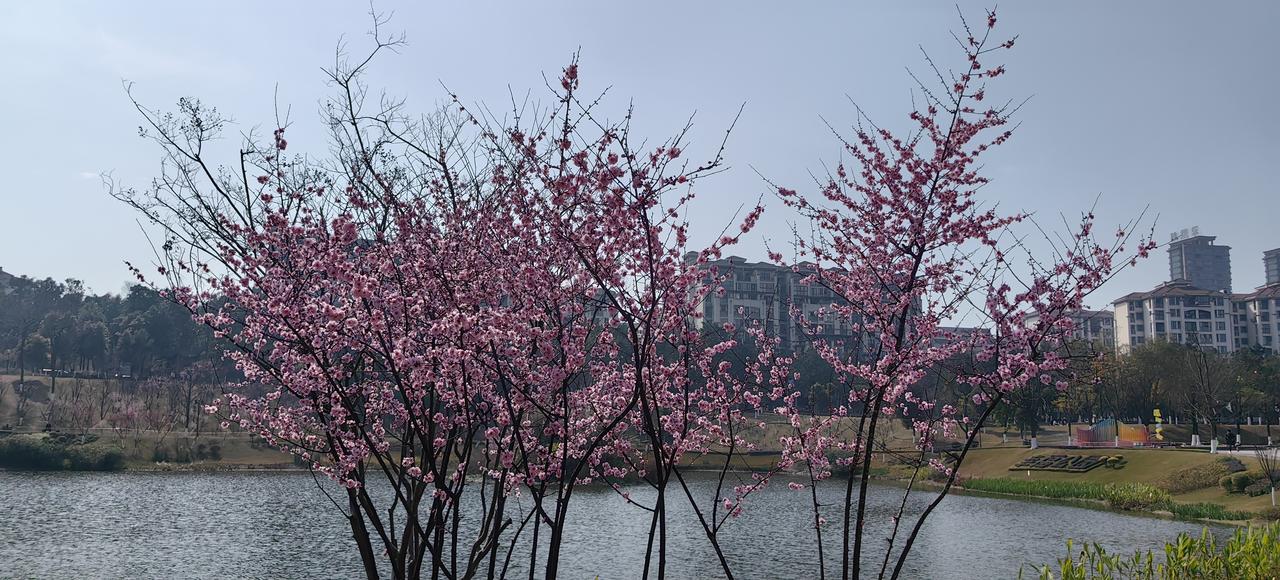 [吃瓜群众]重庆大渡口双山片区的“心❤湖公园”，以“爱情”为主题，隔三差五就搞个