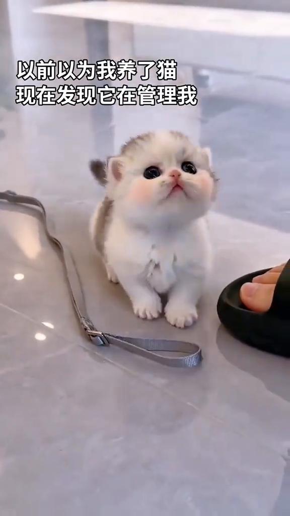以前以为我养了猫，现在发现它在管理我。