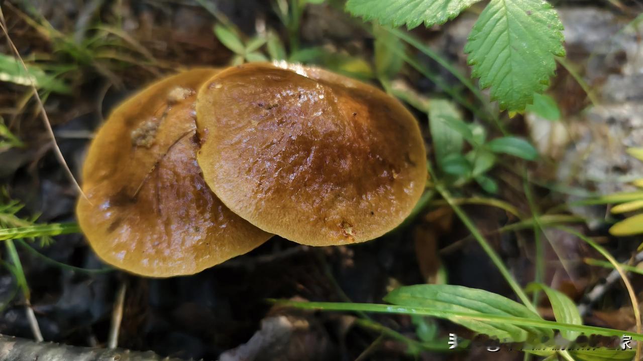 蘑菇原来就是天然艺术品啊