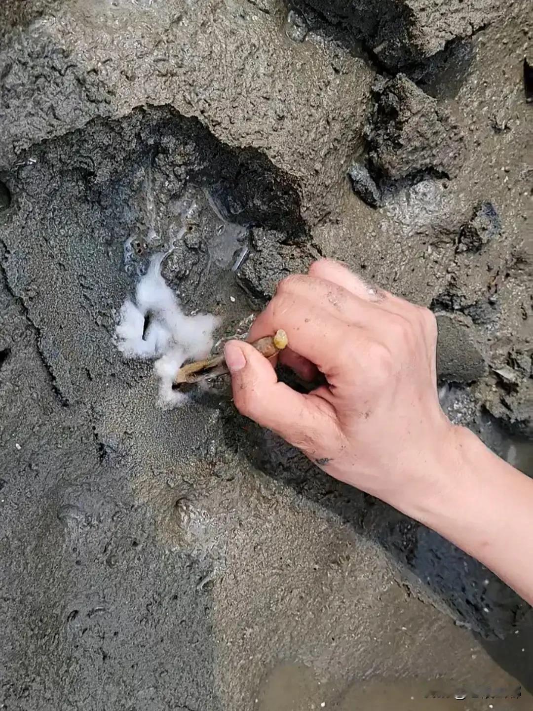 看了很多挖蛏子的视频，觉得非常有意思，一把盐下去，蛏子就冒出来了。一直都以为深惠