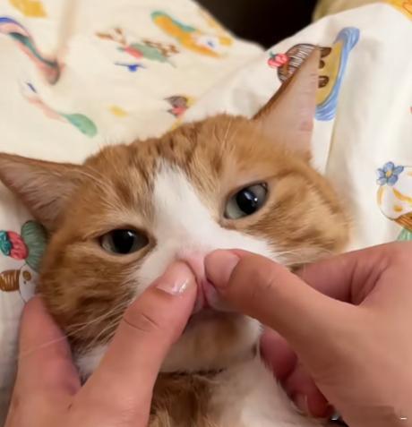 有时候人被猫咬是自找的 我经常这样堵猫鼻子，它心情好就会陪我玩，能憋十几秒到二十