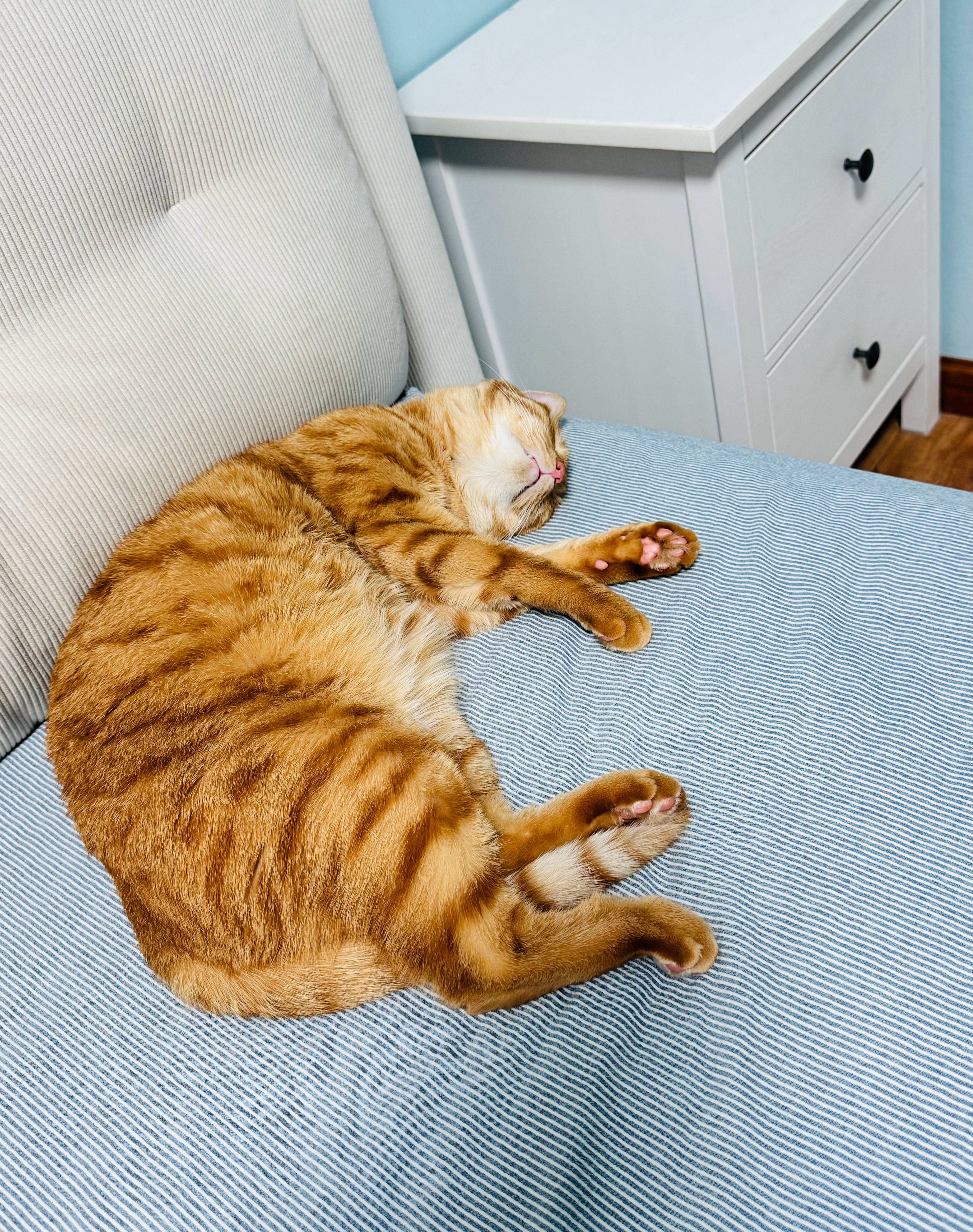下辈子当我家猫 