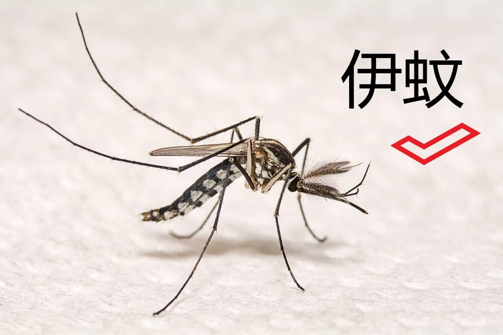 重要提醒！山东被归为基孔肯雅热流行风险Ⅱ类地区，该如何防护？
 
最近，山东被划
