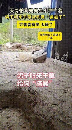 广东网友家的跨界名场面也太好哭了吧！
         狗子刚下崽，家里的鸽子居