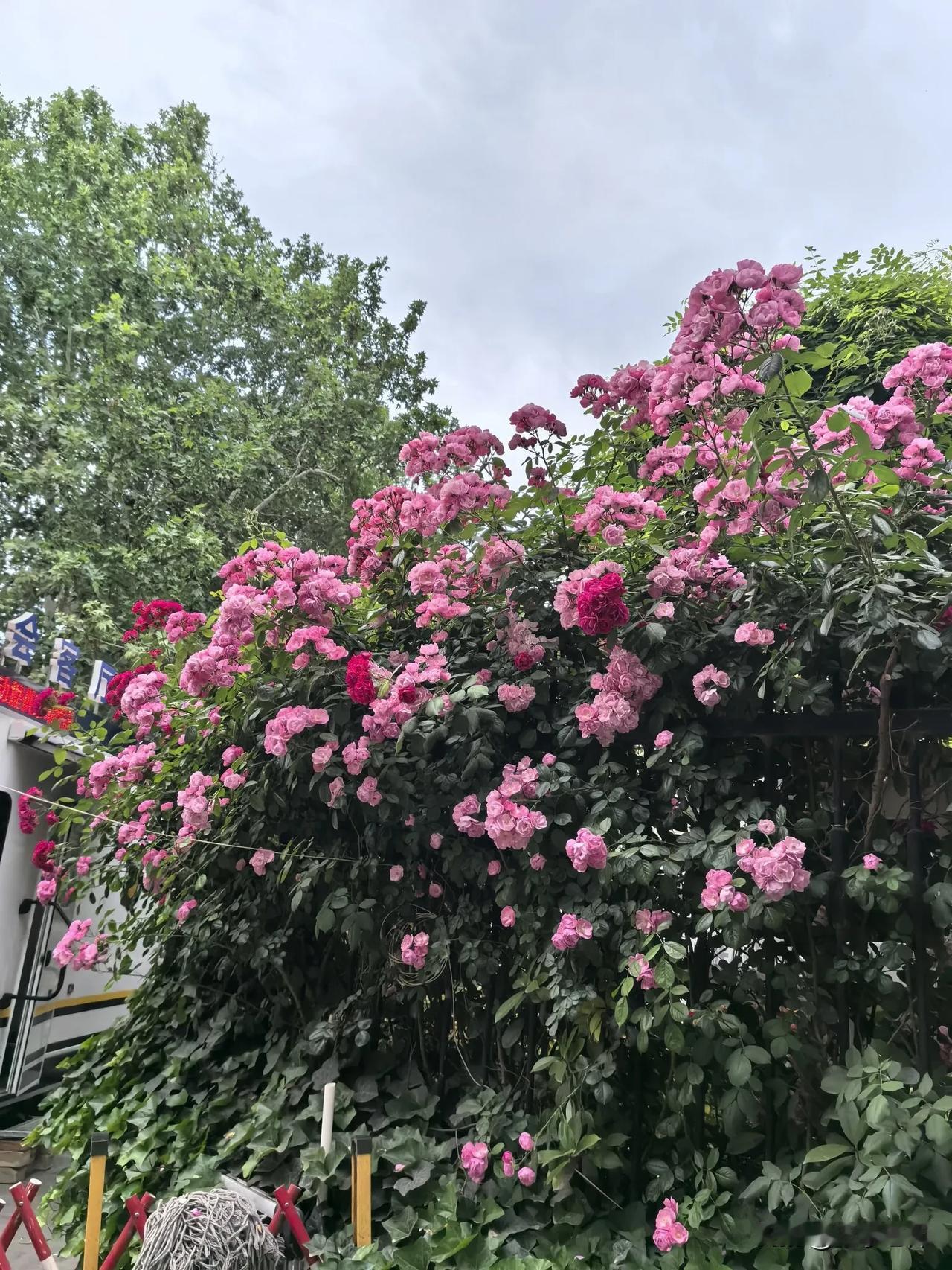 粉花映绿树
春意满人间

前方是美景
一路有繁花