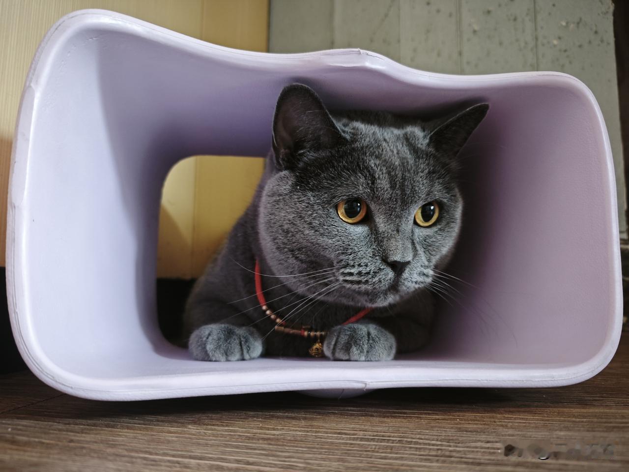 蓝猫性格温柔而独立，没什么脾气，但是不喜欢我抱它，它愿意就过来亲近我，主打一个‘