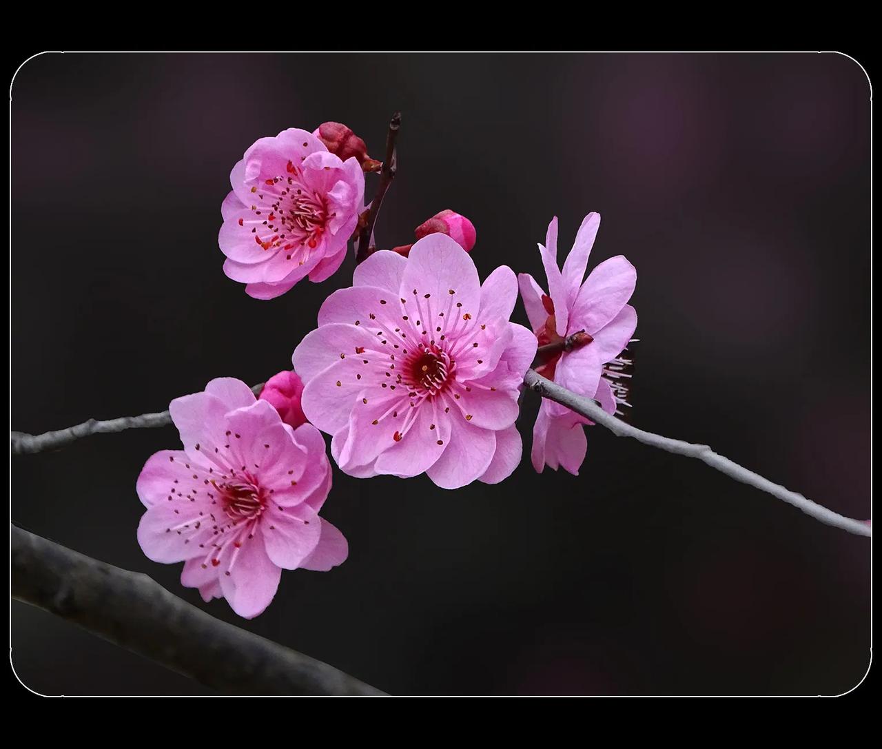 《美人梅》
美人梅，拍摄于电子科大。现在的校园，环境优美。到了春天，各种花开不断