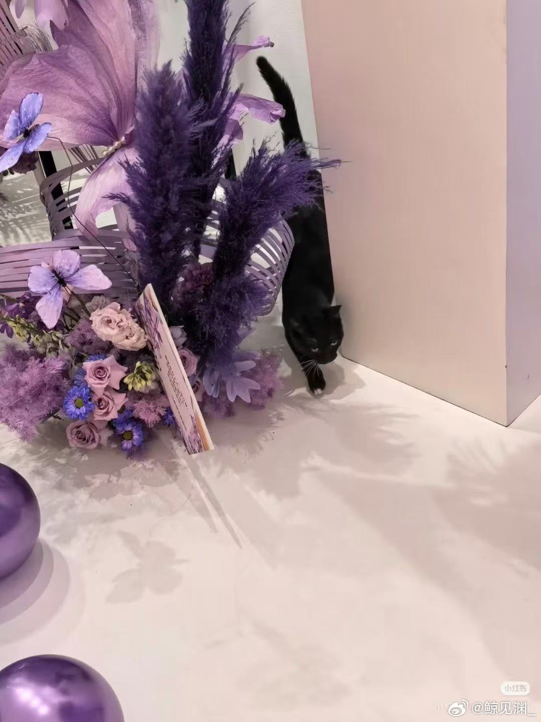 马嘉祺毕业典礼花篮应援 谁能不被这场紫色毕业应援打动，统一柔和的紫色调氛围感拉满