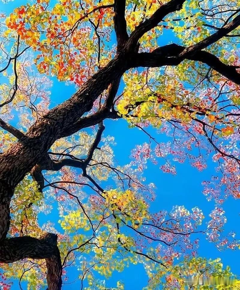 《秋的思索》

春天急着出发
夏天只顾赶路
一叶落
天下知秋

风染山水
霜浸草