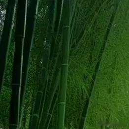 1992年，张兰投资13万开了“阿兰酒家”，其中空调就花了5万，餐馆96平米，租