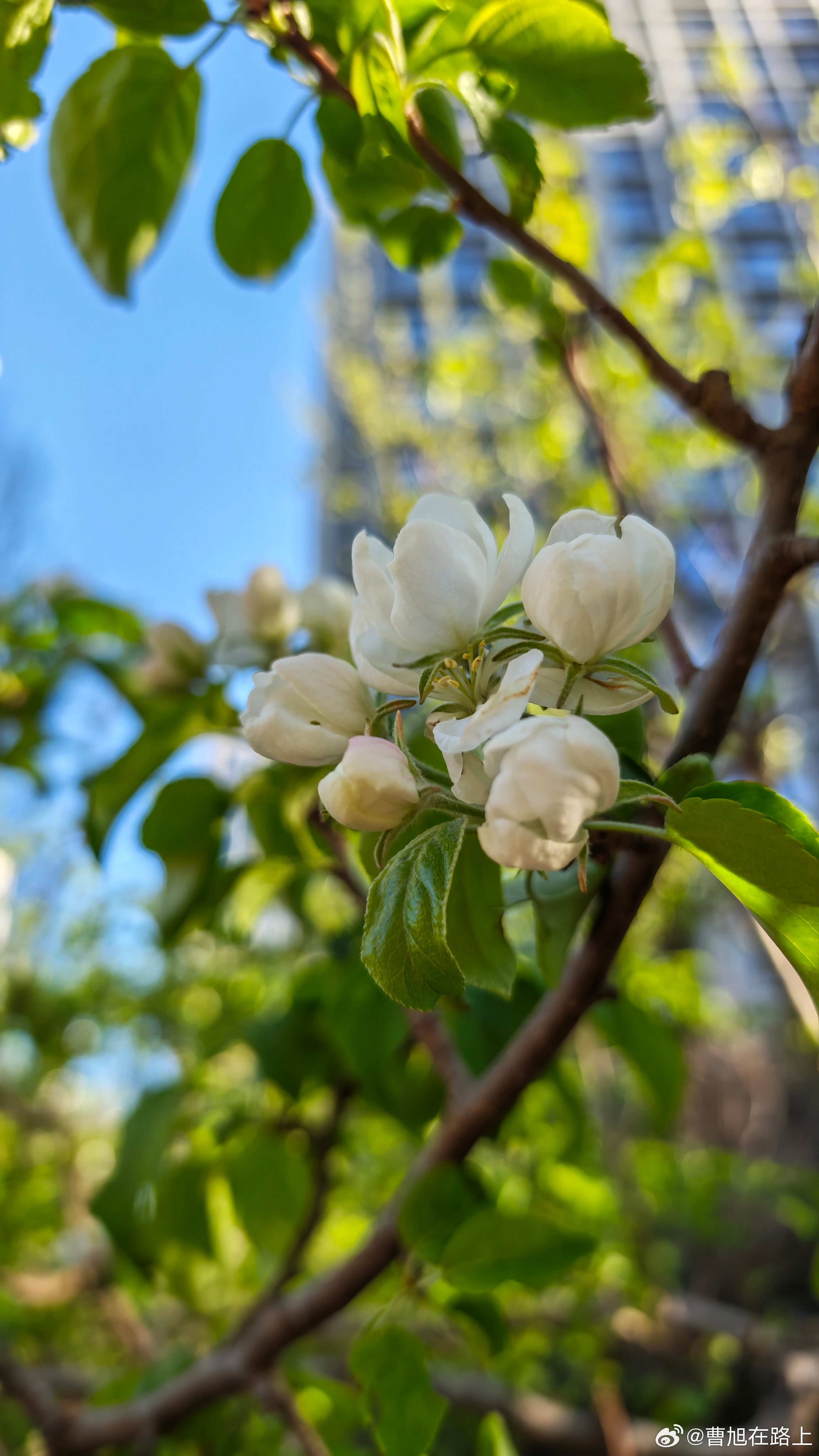 春天院子里的样子春天 北京